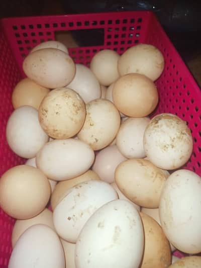High Quality Desi Eggs – Fresh & Healthy (Rs 45)