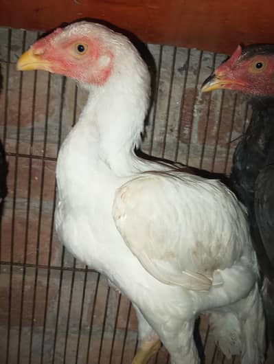 Offer Required Aseel Male