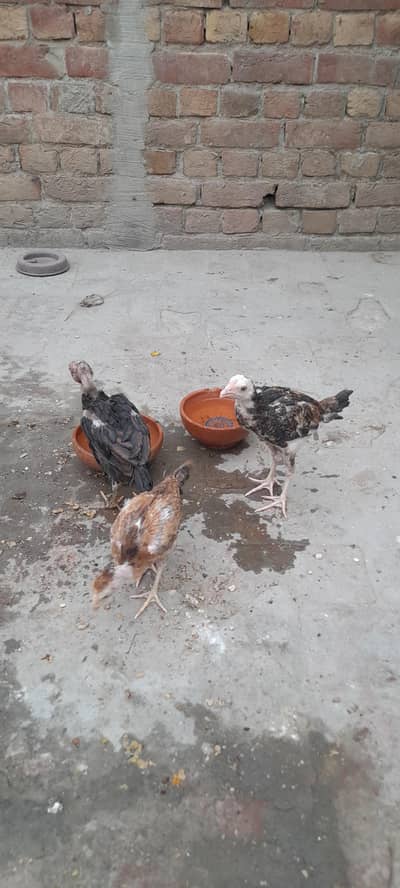 Aseel (1patha,2pathiya