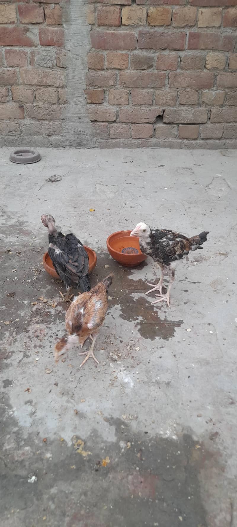 Aseel (1patha,2pathiya 0