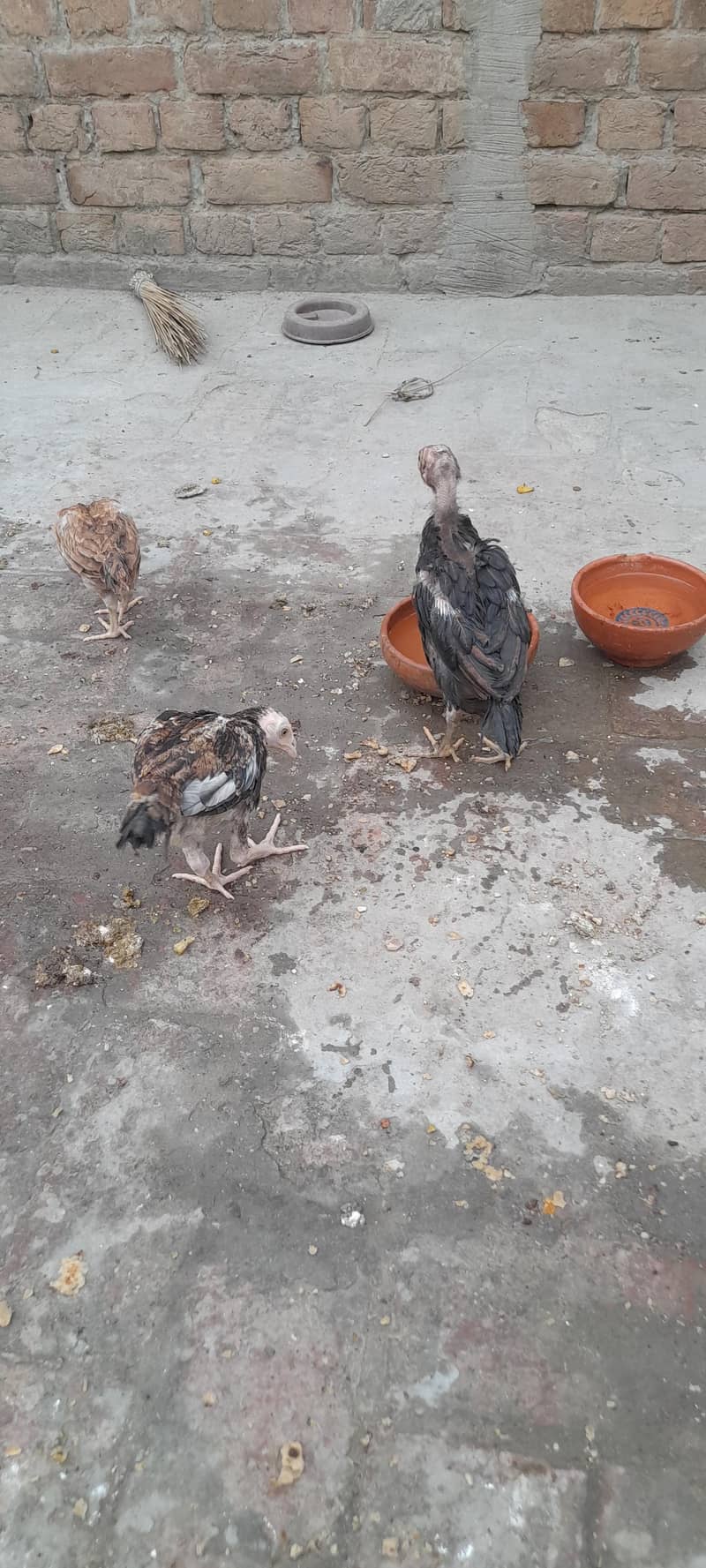 Aseel (1patha,2pathiya 4