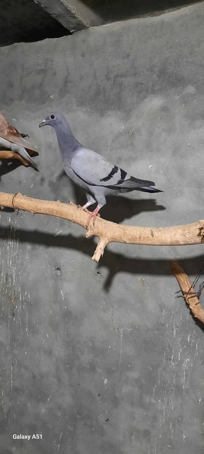 Qasid pigeons for sale