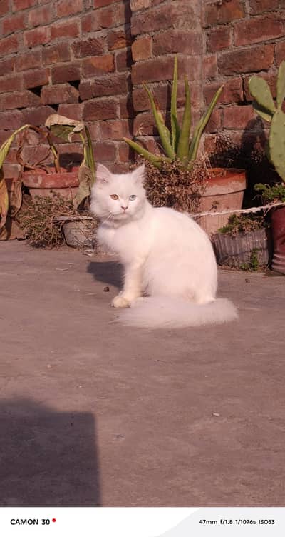 persian cat pregnant female cat