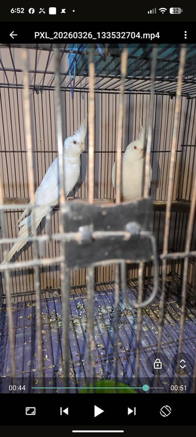 Eno Cocktail Red eyes