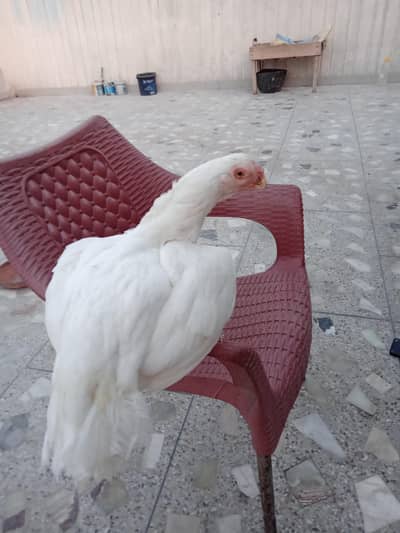 Indian long tail Parrotbeak white Female