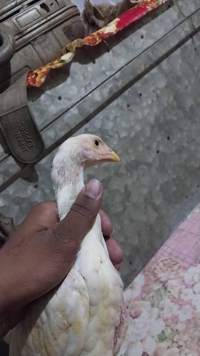 dargan or  shamo  saving nak  shamo price 6000