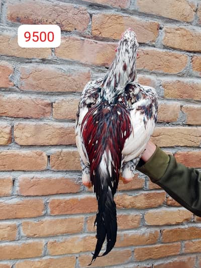 aseel cheenay murgay/      03431524826