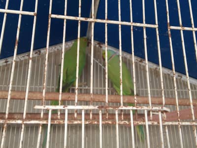 Full adult and breeder pair for sale