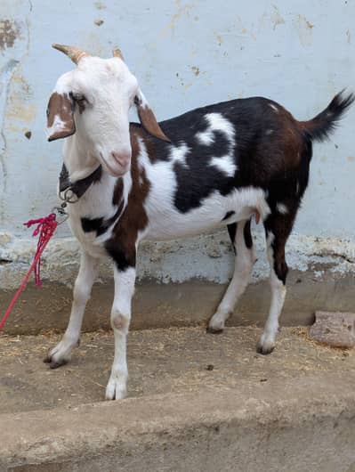 2 danth abluck print 