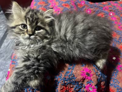 Punch face make kitten grey colour