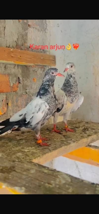 Top qaulaty Teddy bachy For sale r b Hyn