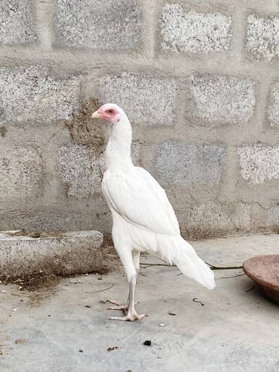 HEERA ASEEL HEERA PATTHI MADI