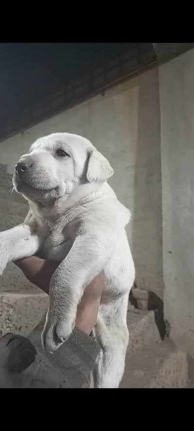 Labrador Puppy 3 months for sale
