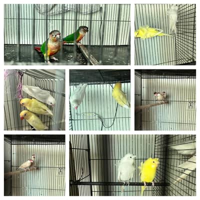 Breeder Pair For Sell