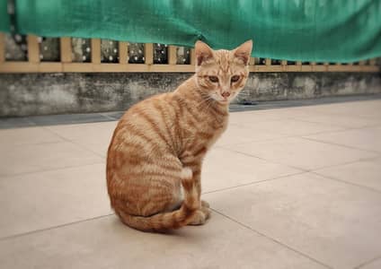 Orange Ginger Stray Cat For Sale Urgent