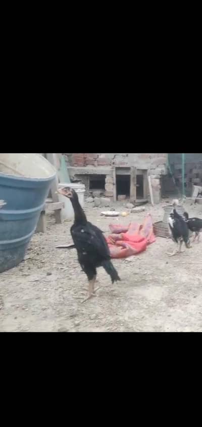 pakoya trad  10 chicks