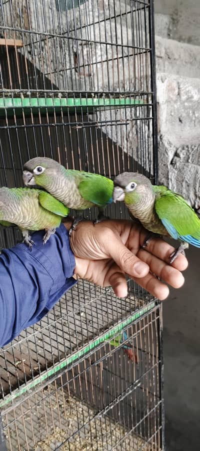 Green chick conure Hand tame split blue turquoise