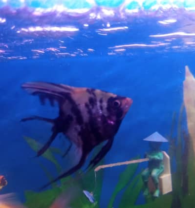Angel fish