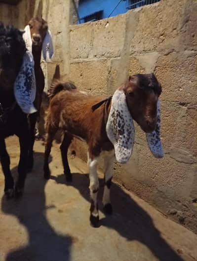 Bisser Female goat for sale