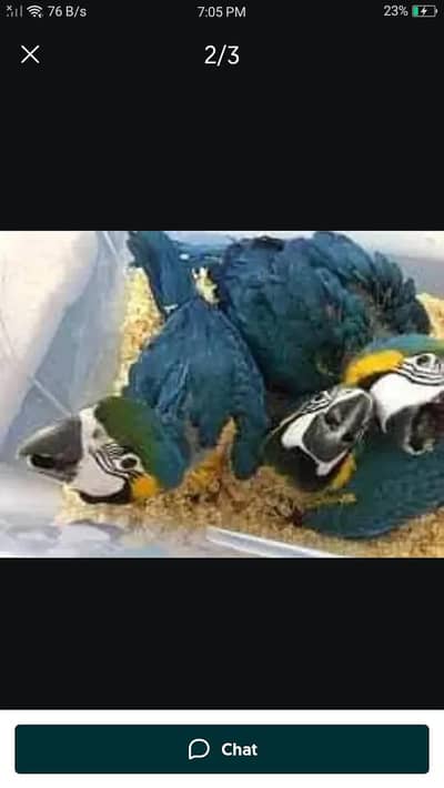 macaw parrot baby 03019!078872