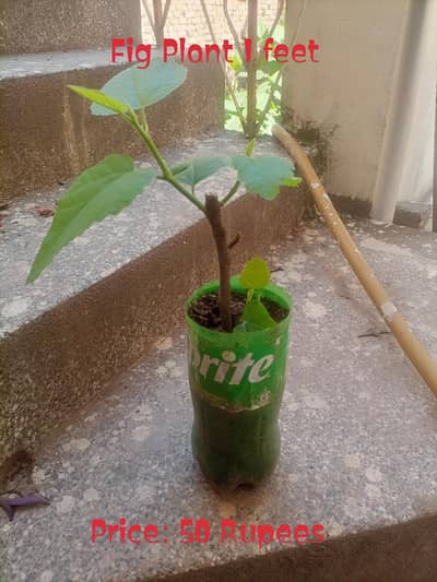 Fig Cuttings 50 rupees and big trees for details look pictures
