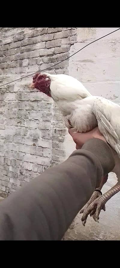 heera aseel urgent sale