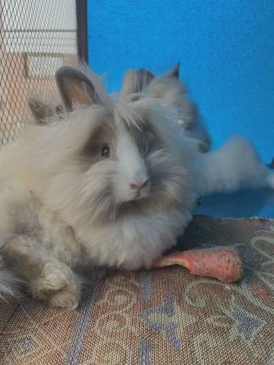 Lionhead rabbit