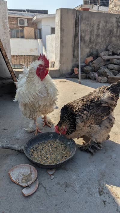 Eggs and chicks Available Read Description