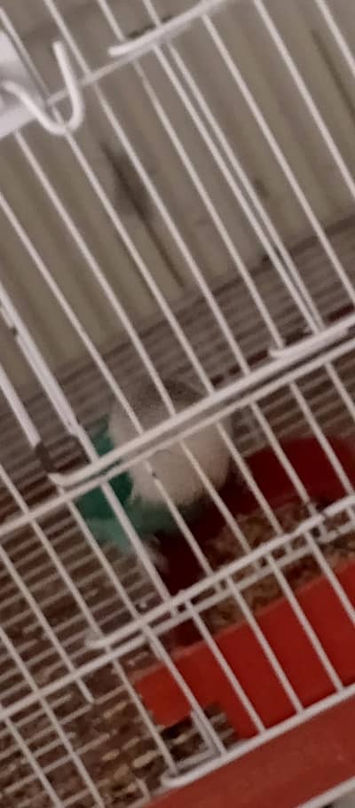 blue violent  breeding pair