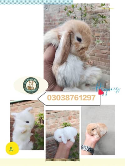 Holland Loop A+ Quality