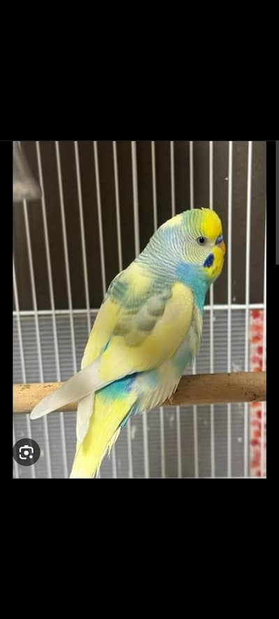 rainbow budgies required