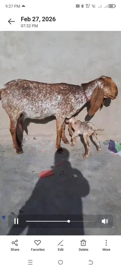 makhi chini full active pain