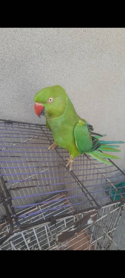 female bolti hai 8ki xtra chiks