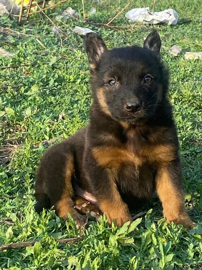 German Shepherd double code male puppy for sale