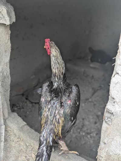 3 pieces for sell aseel