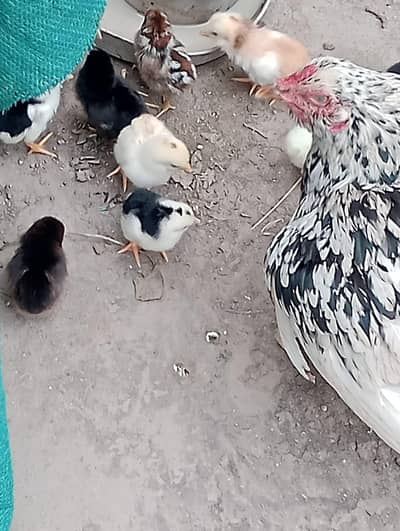 cheeni female with 12 chicks