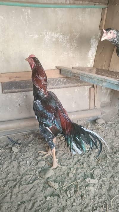 Aseel homebreed for sell,, healthy and active