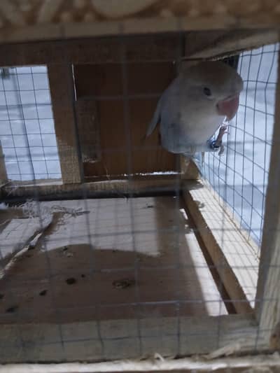 Dilute aqua opline male looking for new shelter