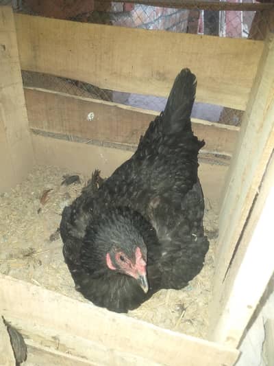 kurak Murgi ajj Fresh kurak hoi hy