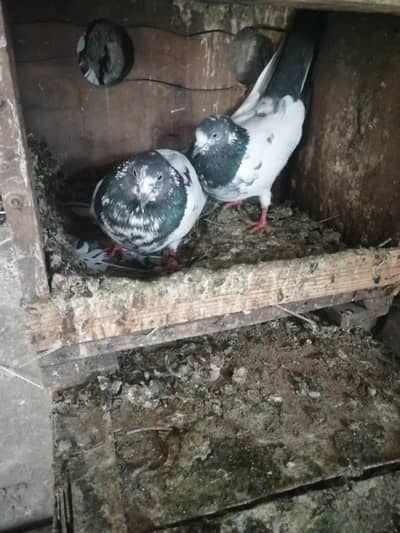 all pegion set-up for sale