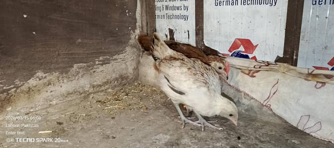 desi hens for sale