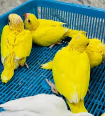 Yellow ringneck Chick