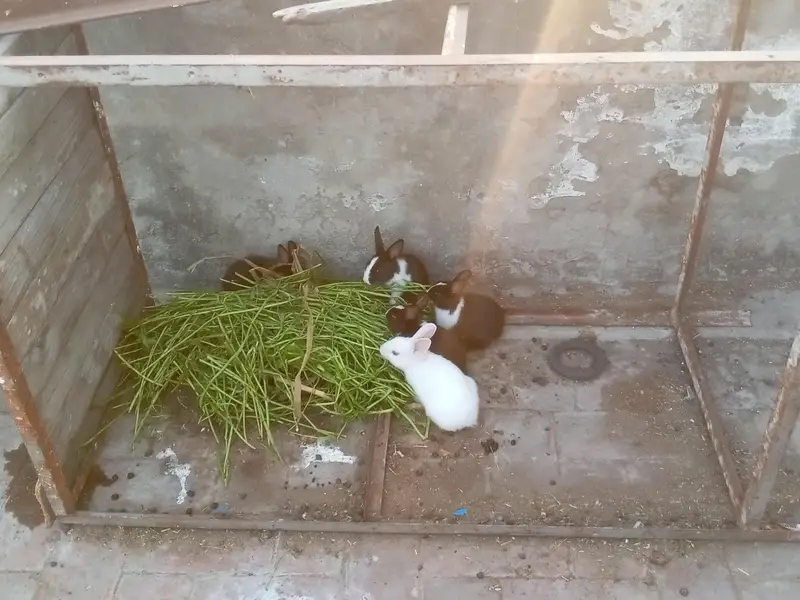 Rabbit baby bunny