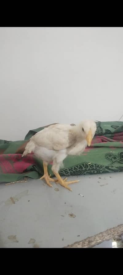 high quality aseel heera mushka jawa and lakha aseel chicks are avail