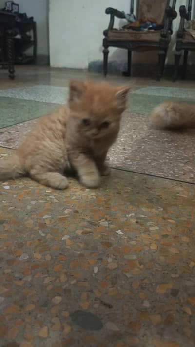 persian kitten for sale