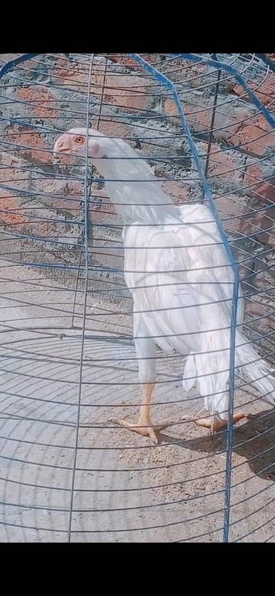 indian perrot beak pair age 6 month  fentail only whatsap