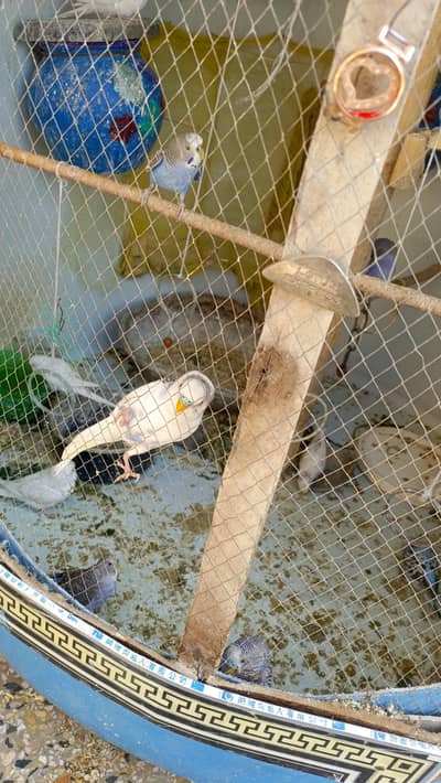 sale sale Australian Parrot