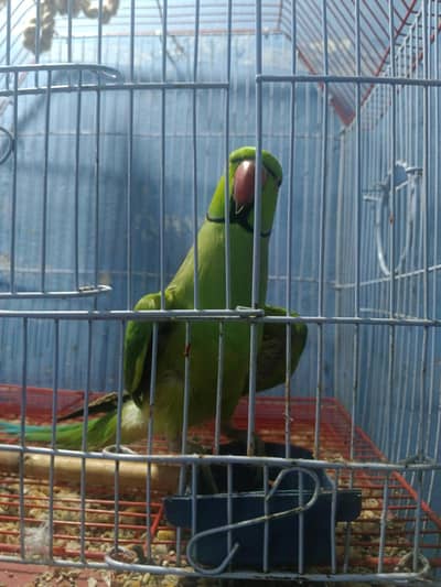 talking parrot