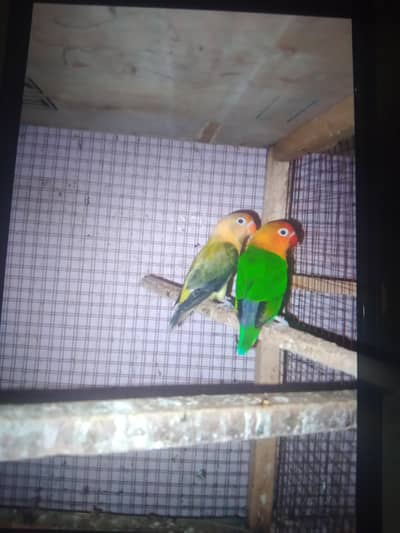 lovebirds with breeding boxes