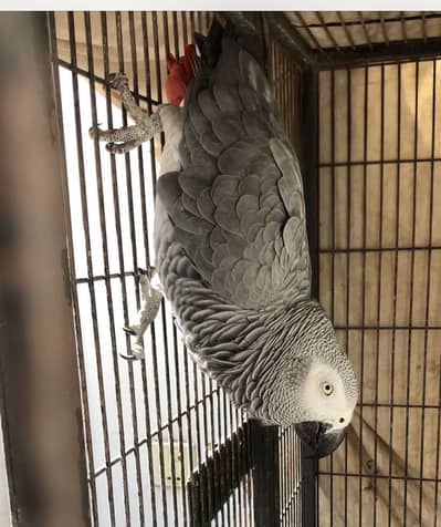 Grey parrot